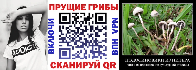 kraken как войти  Емва  Галлюциногенные грибы Cubensis 
